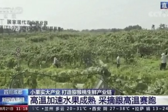 央視新聞中的天然蕓苔素、生物農(nóng)藥助力綠色農(nóng)業(yè)、品牌農(nóng)產(chǎn)品更有價(jià)值