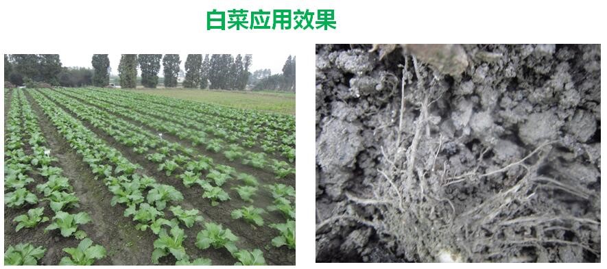 氨基寡糖素 - 植物的免疫衛(wèi)士，根結(jié)線蟲的克星