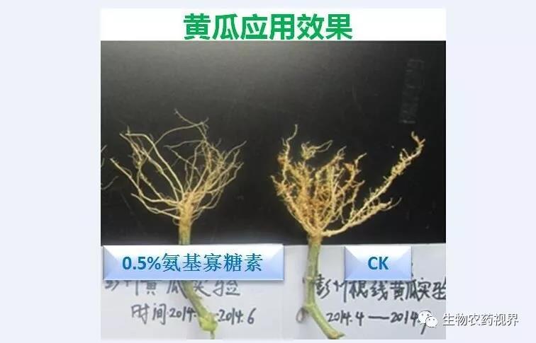 氨基寡糖素 - 植物的免疫衛(wèi)士，根結(jié)線蟲的克星