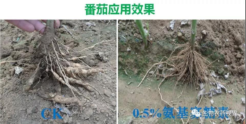 氨基寡糖素 - 植物的免疫衛(wèi)士，根結(jié)線蟲的克星