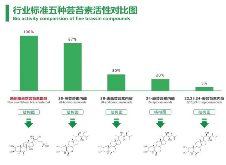 小麥拌種選新朝陽(yáng)天然蕓苔素，讓小麥高產(chǎn)贏在起跑線上?。ㄐ←溤谑裁磿r(shí)候用蕓苔素效果最佳）
