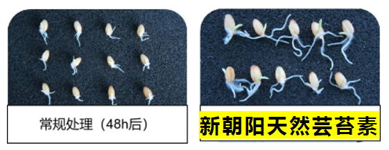 小麥拌種選新朝陽(yáng)天然蕓苔素，讓小麥高產(chǎn)贏在起跑線上?。ㄐ←溤谑裁磿r(shí)候用蕓苔素效果最佳）