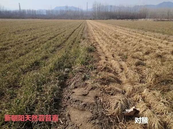 小麥拌種選新朝陽(yáng)天然蕓苔素，讓小麥高產(chǎn)贏在起跑線上?。ㄐ←溤谑裁磿r(shí)候用蕓苔素效果最佳）