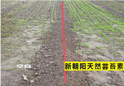 小麥拌種選新朝陽(yáng)天然蕓苔素，讓小麥高產(chǎn)贏在起跑線上！（小麥在什么時(shí)候用蕓苔素效果最佳）
